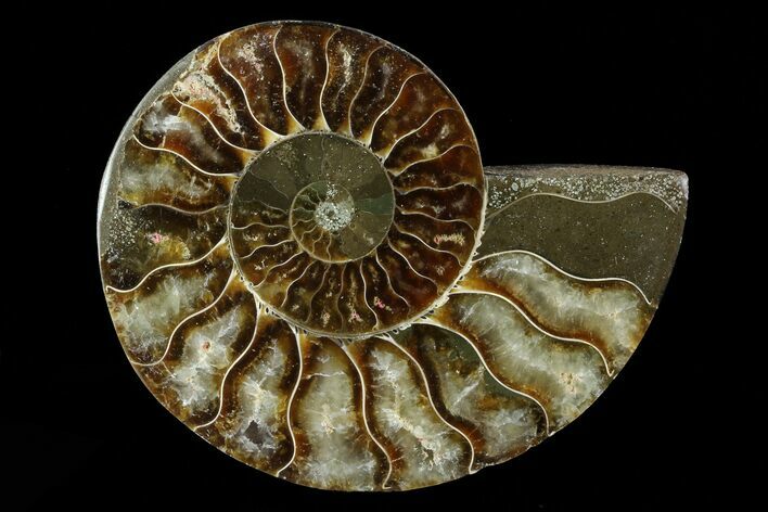 Agatized Ammonite Fossil (Half) - Madagascar #83858